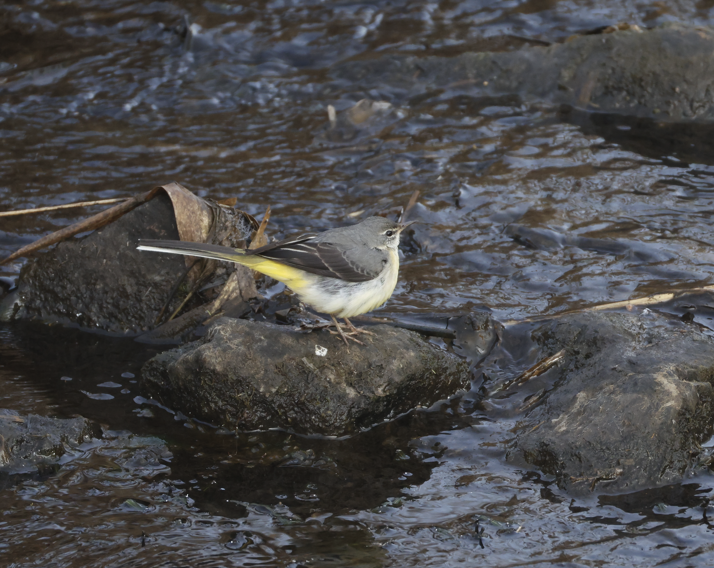 Gray Wagtail - ML651187104