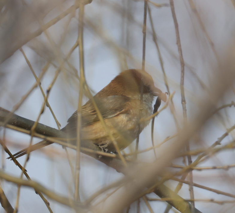 Bull-headed Shrike - ML651187138