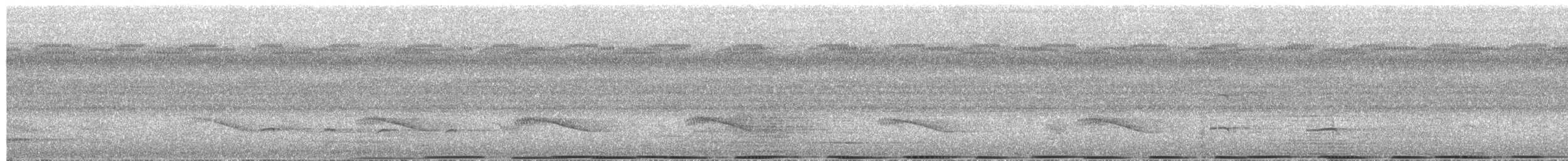 Pied Coucal - ML651187382