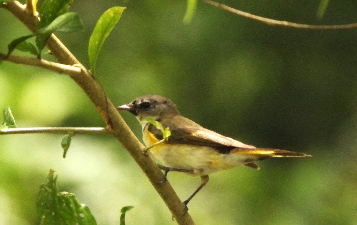 Горихвостковая древесница - ML651188024