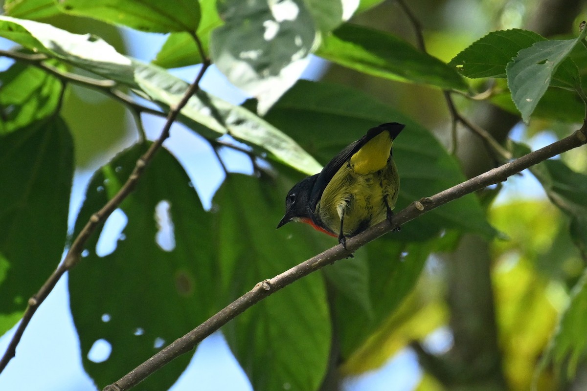 Fire-throated Flowerpecker - ML651188064