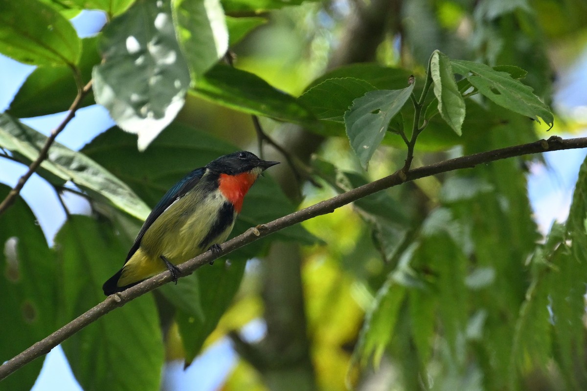 Fire-throated Flowerpecker - ML651188065