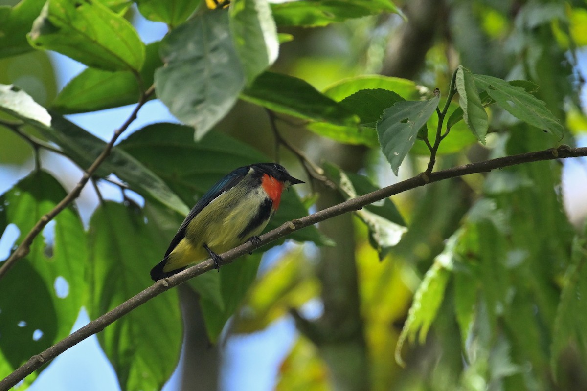 Fire-throated Flowerpecker - ML651188066