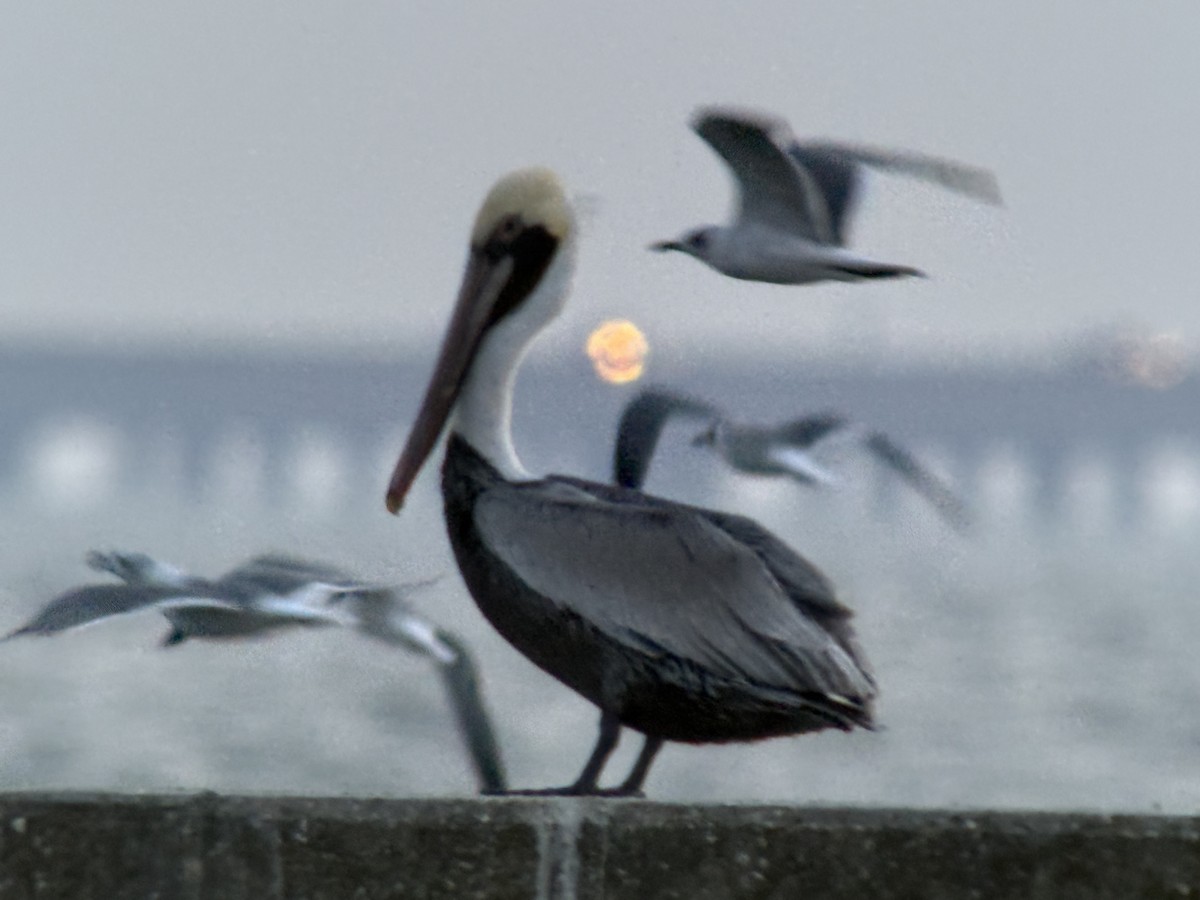 Пелікан бурий - ML651188081