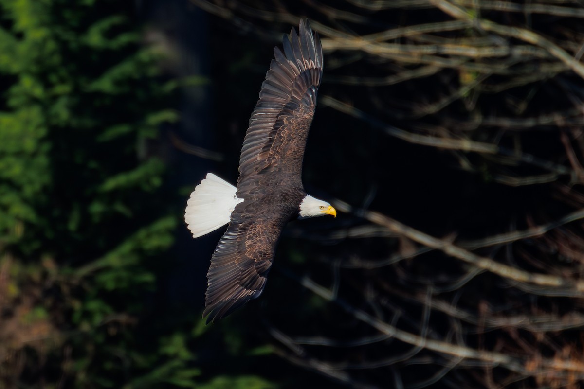 Bald Eagle - ML651188094
