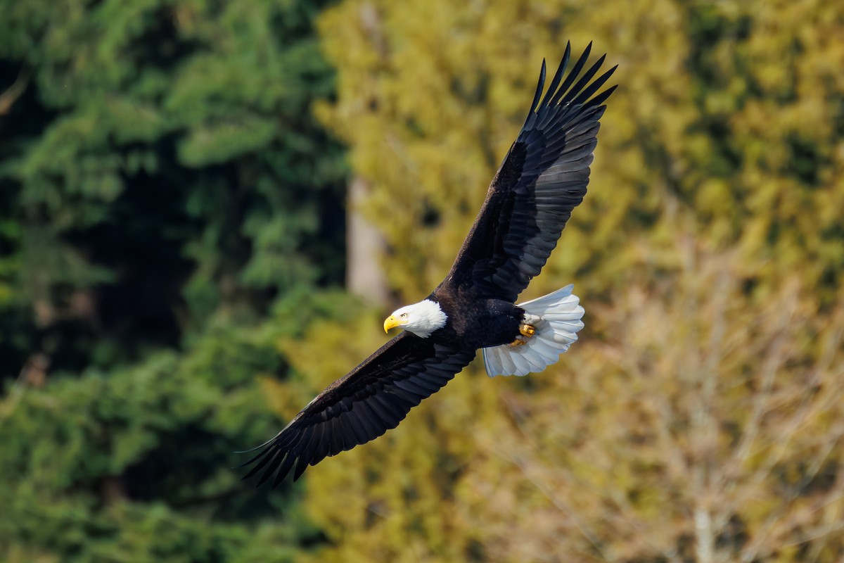 Bald Eagle - ML651188095