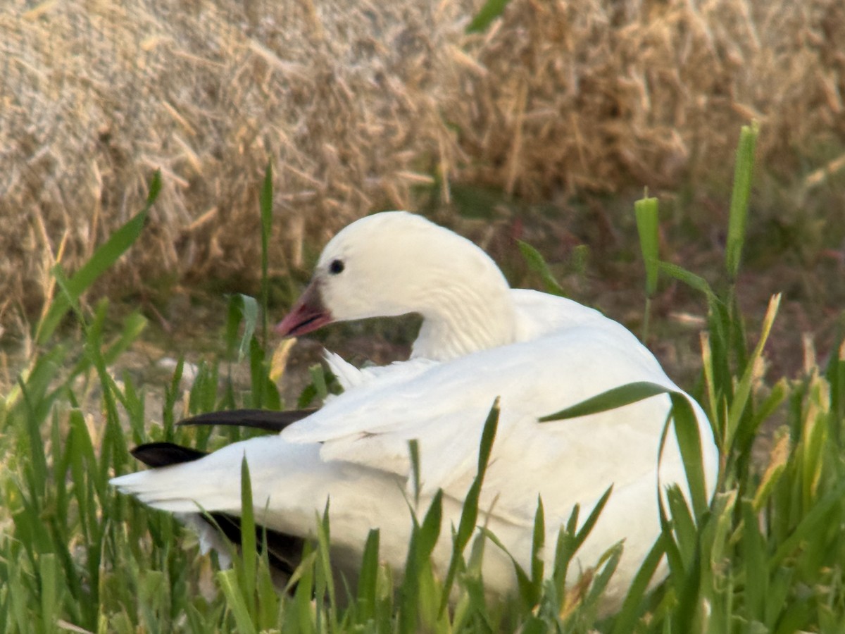 Гуска Роса - ML651188097