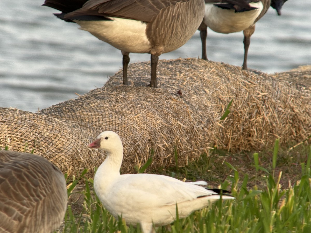 Гуска Роса - ML651188098