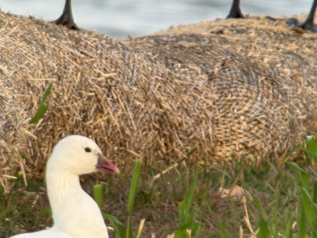 Гуска Роса - ML651188099