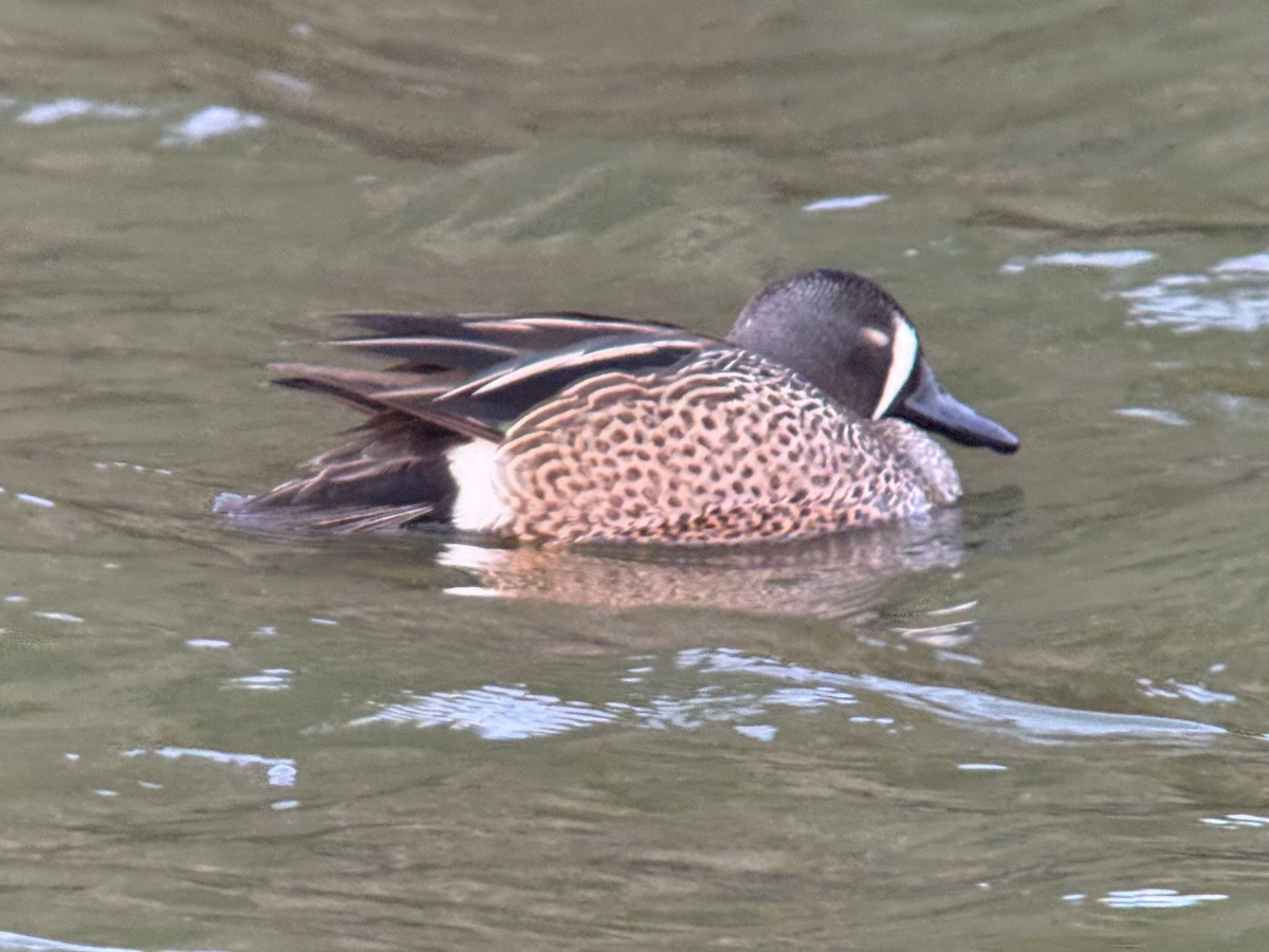 Чирянка блакитнокрила - ML651188122