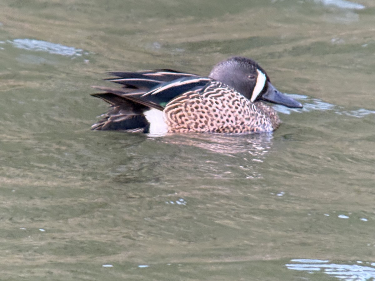 Чирянка блакитнокрила - ML651188123