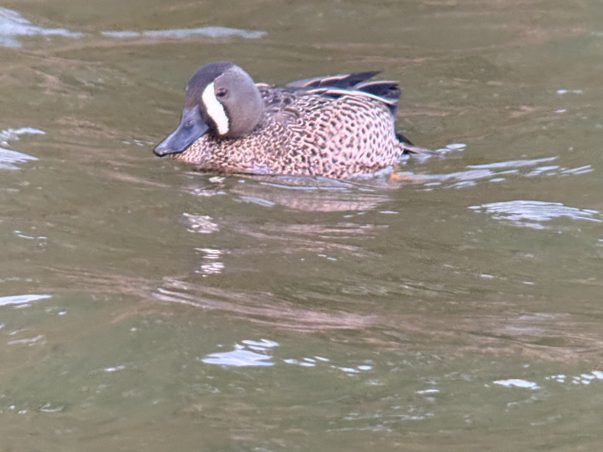 Чирянка блакитнокрила - ML651188124