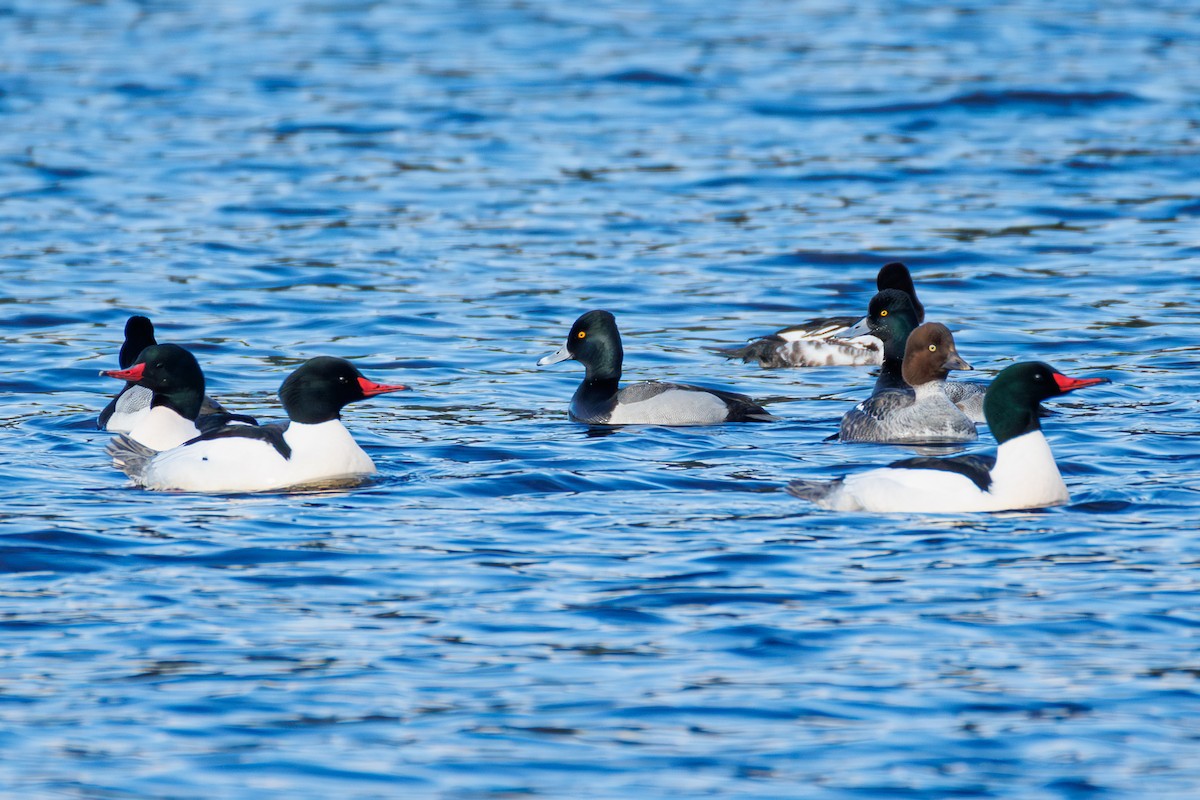 Ring-necked Duck x Lesser Scaup (hybrid) - ML651188127