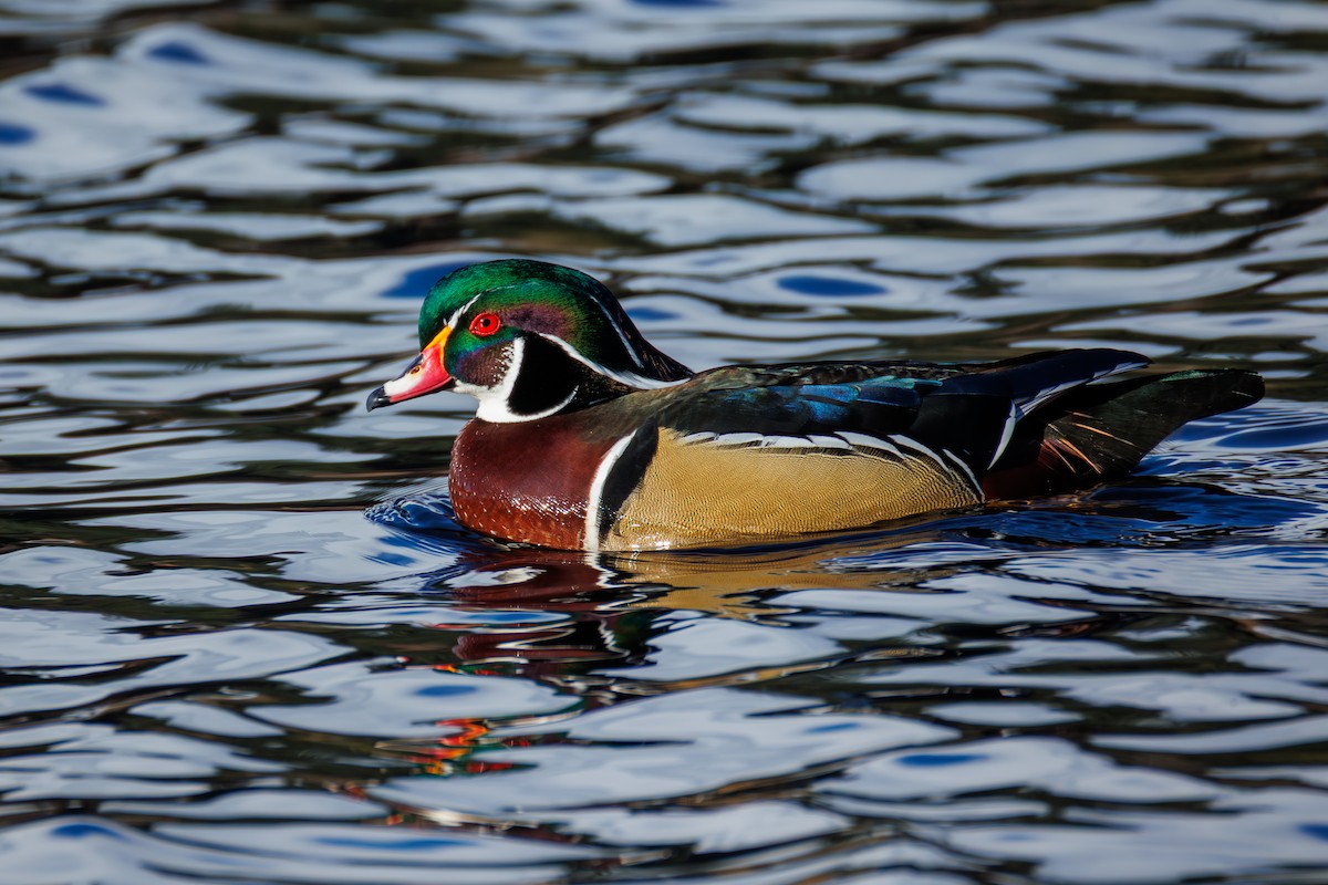 Wood Duck - ML651188132