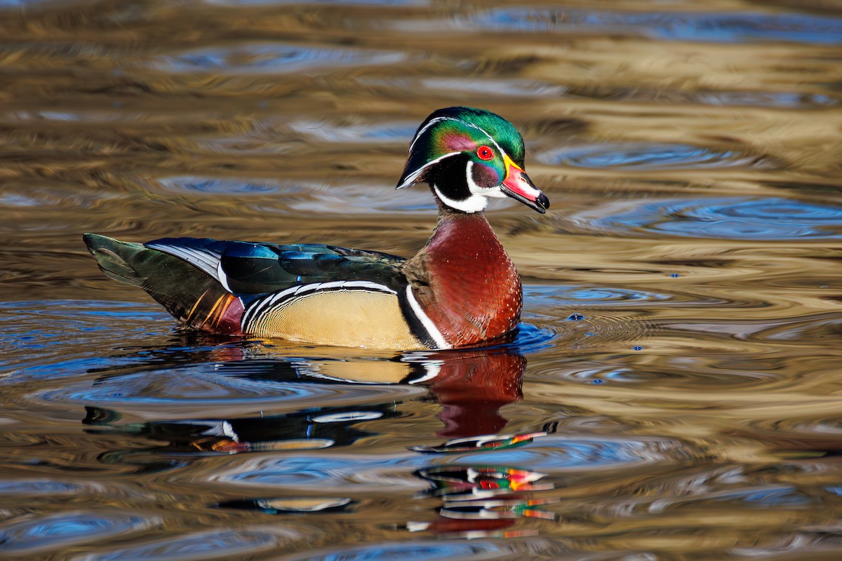 Wood Duck - ML651188133