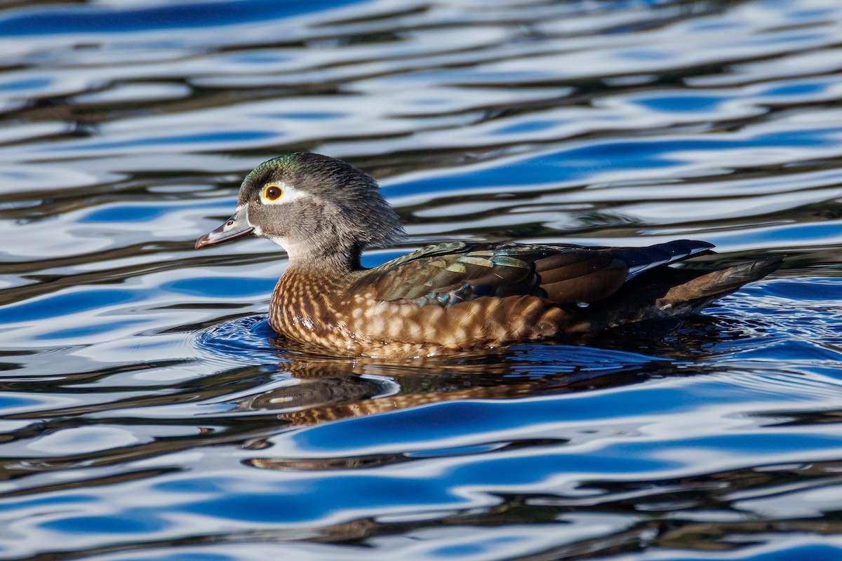 Wood Duck - ML651188194