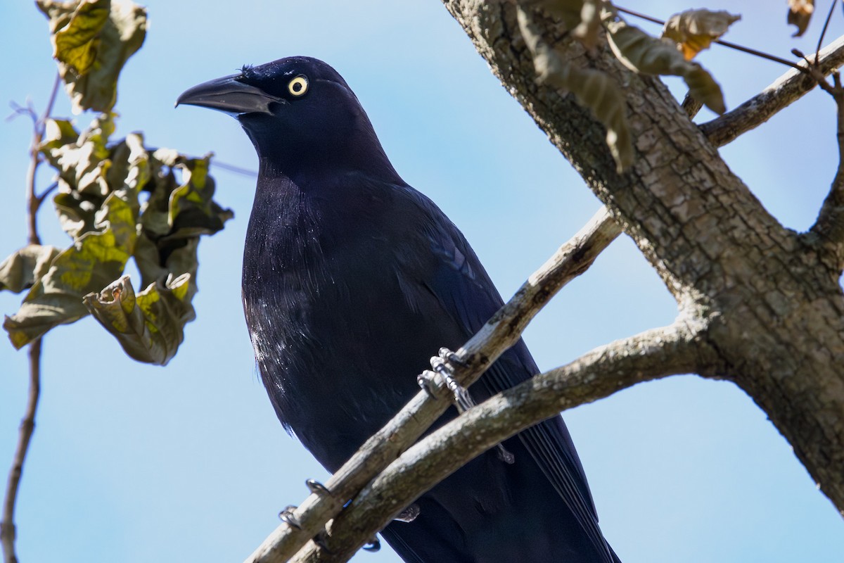 Common Grackle - ML651188484