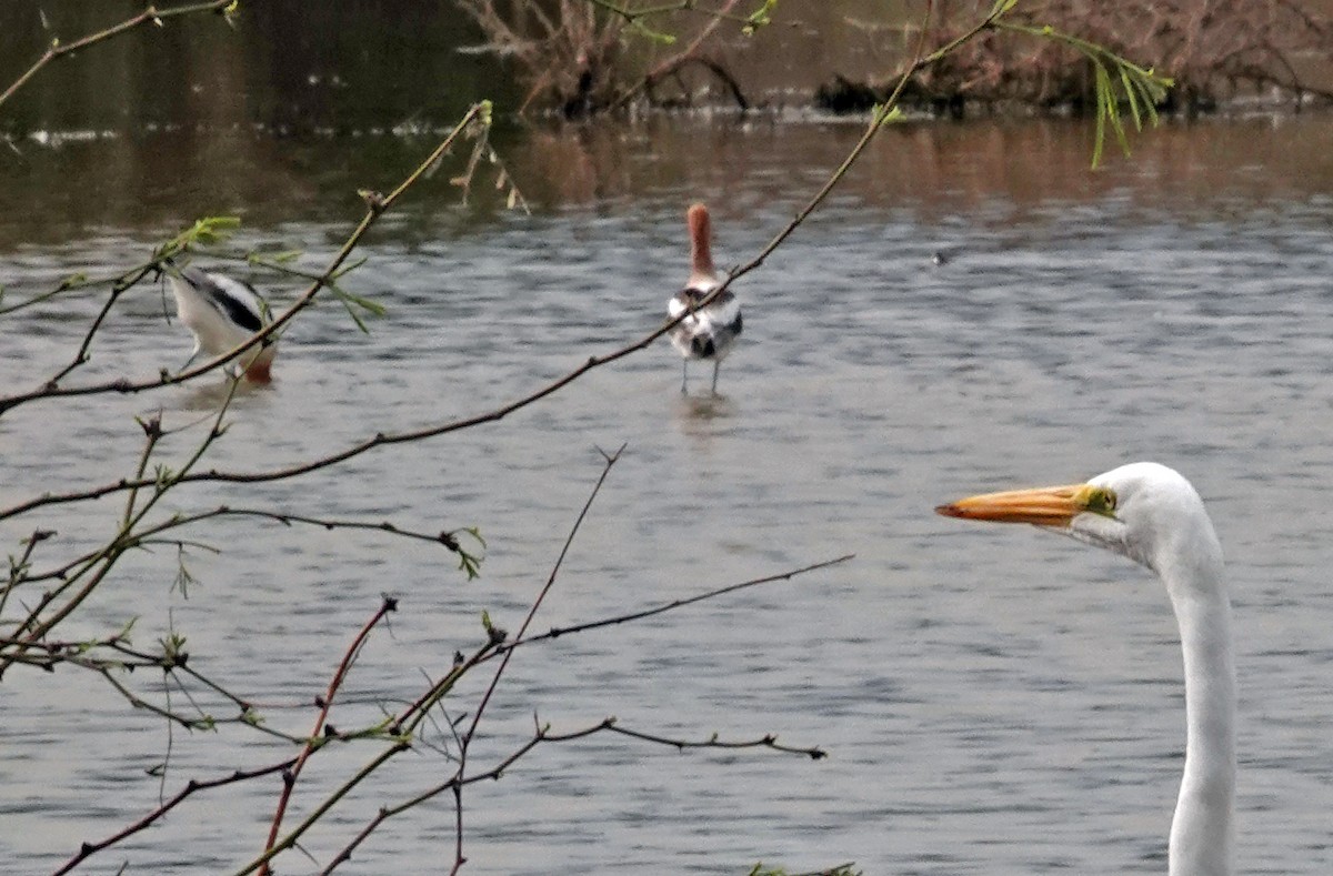 Braunhals-Säbelschnäbler - ML651188540