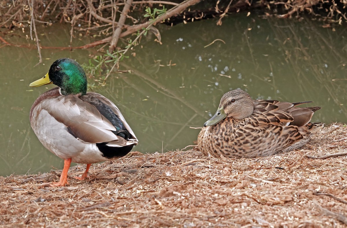 Stockente - ML651188895