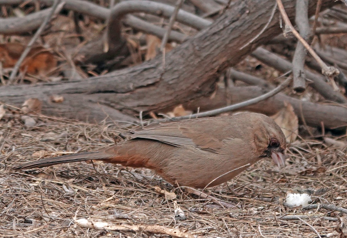 Schwarzkinn-Grundammer - ML651189187