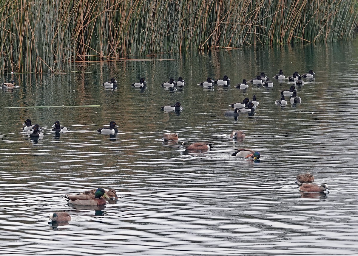 Ringschnabelente - ML651189475