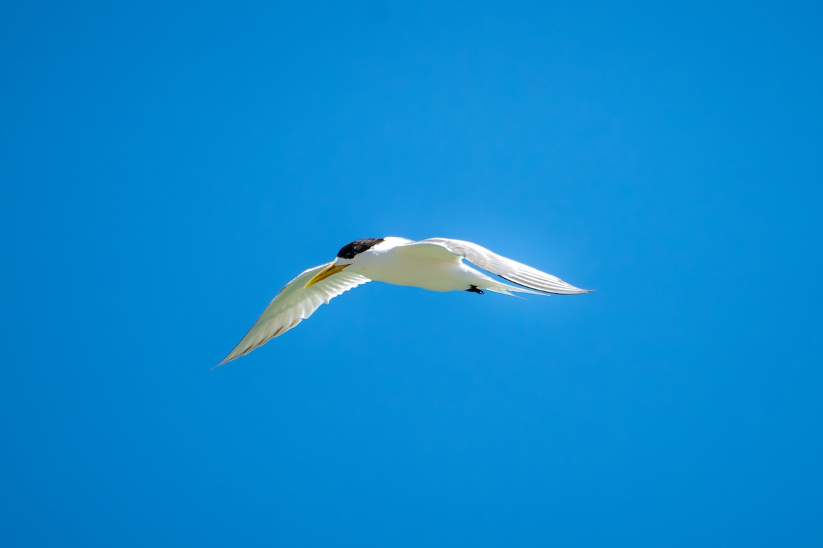 Great Crested Tern - ML651189669