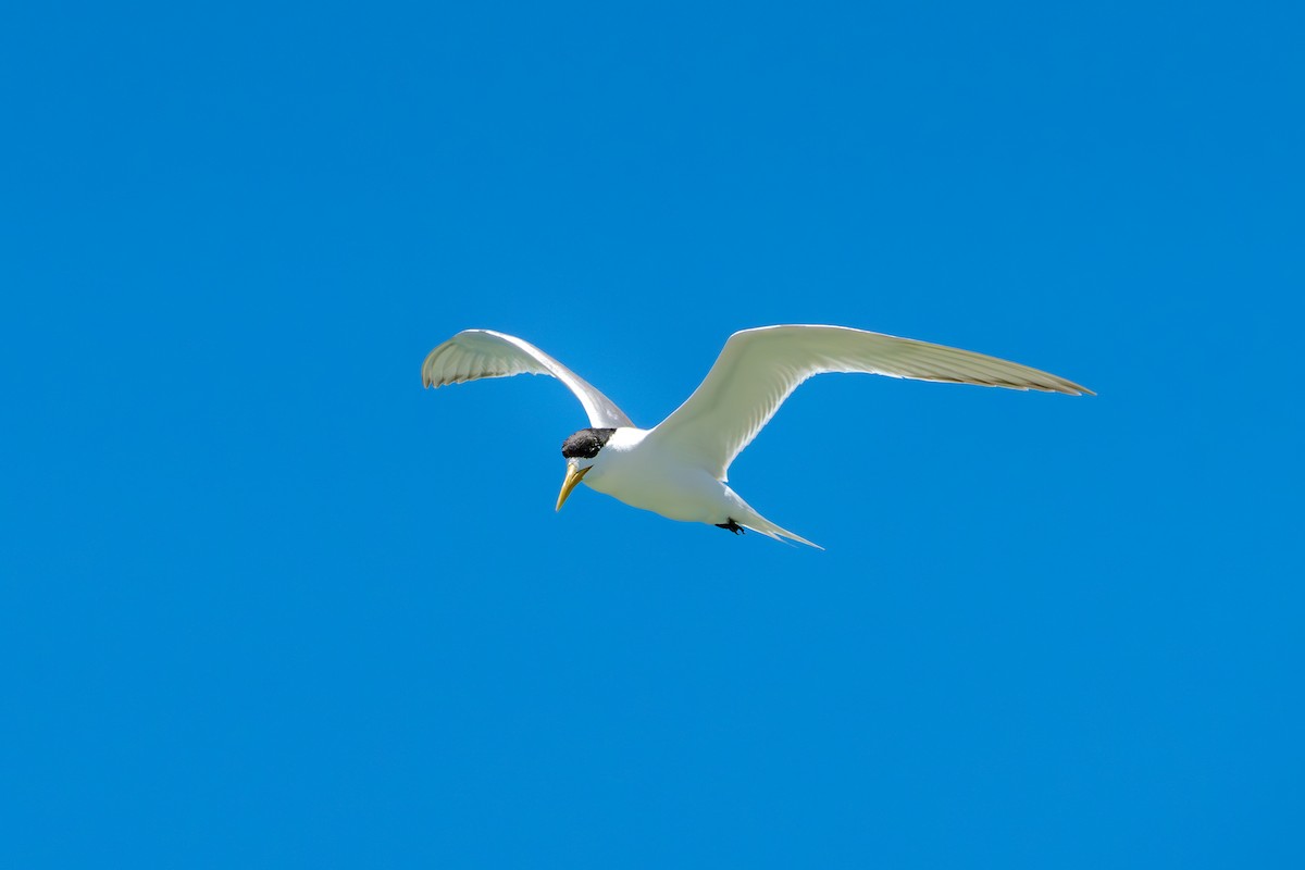 Great Crested Tern - ML651189882