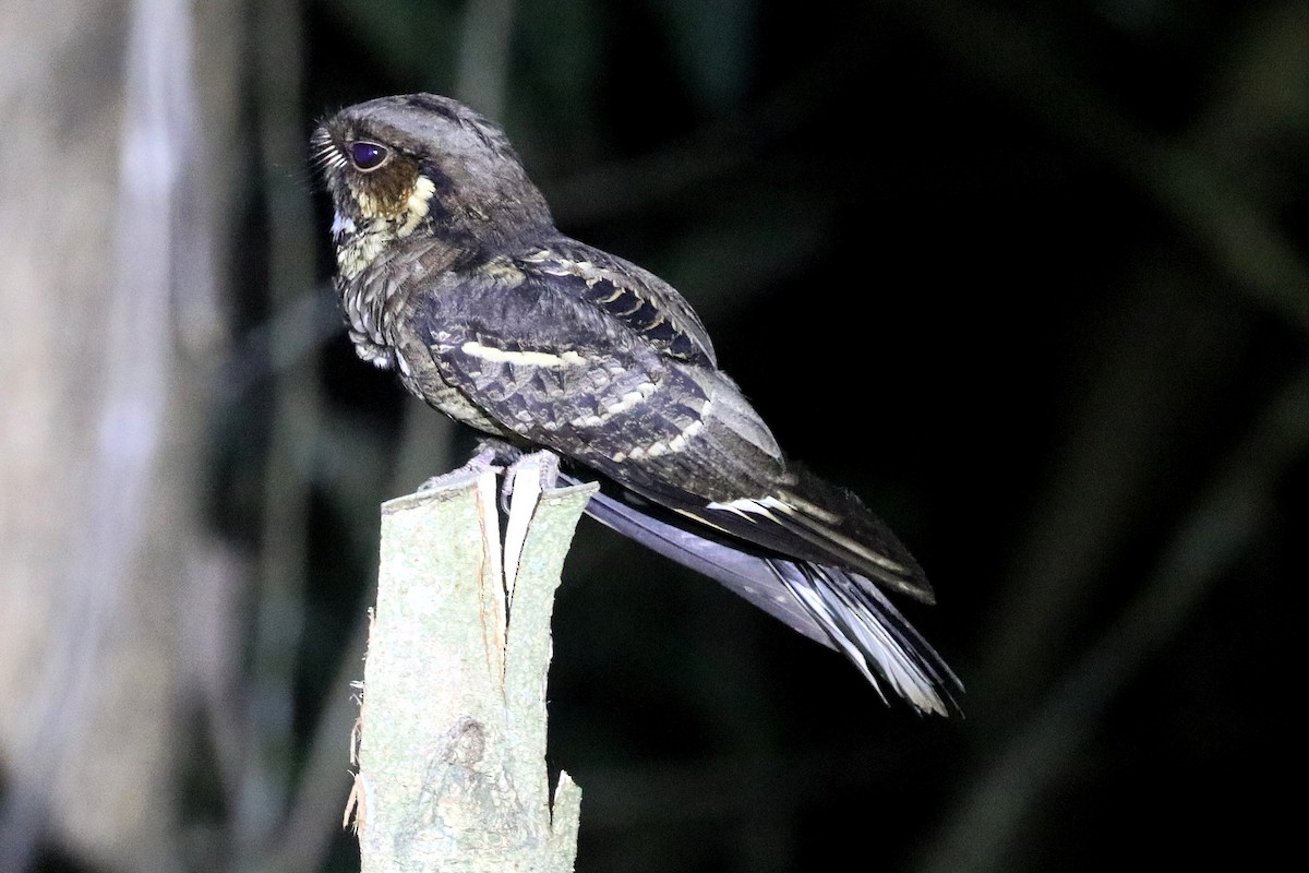Jerdon's Nightjar - ML651190080