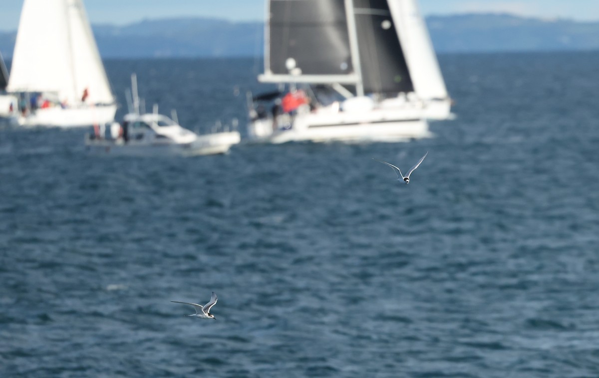 Белолобая крачка - ML651190673