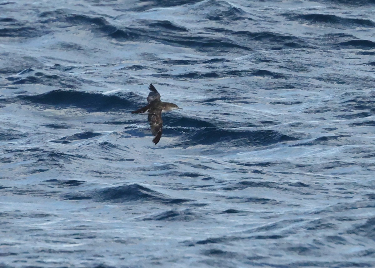 Буроспинный буревестник - ML651190676