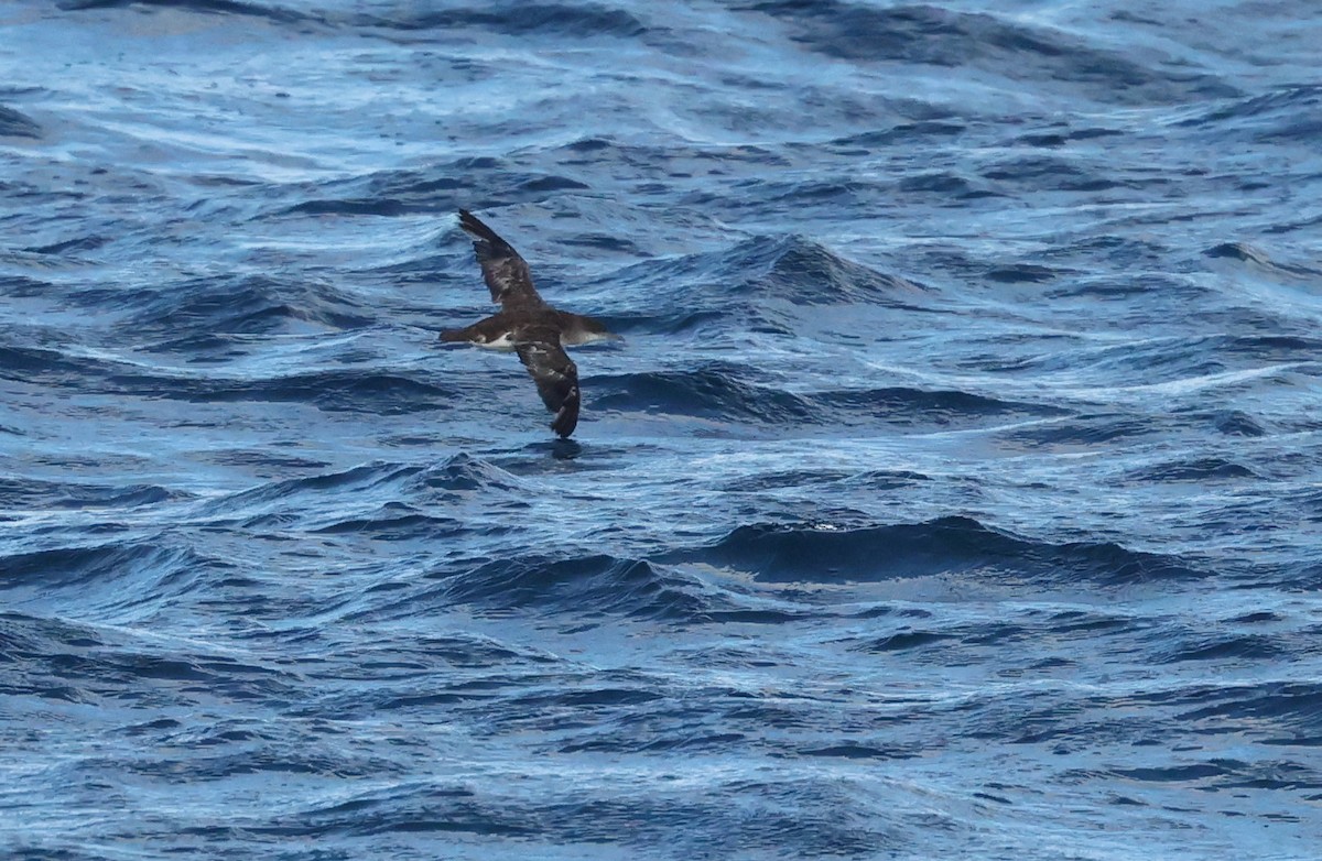 Буроспинный буревестник - ML651190677