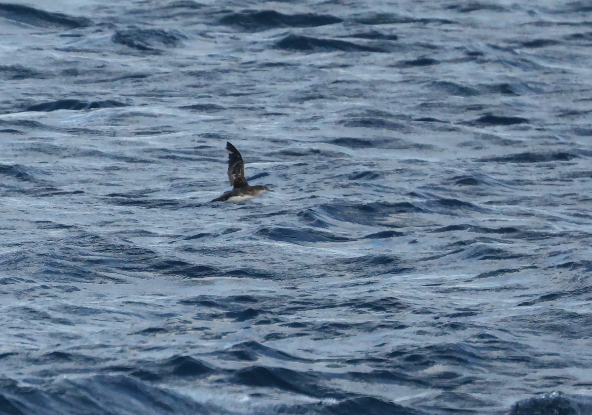 Буроспинный буревестник - ML651190678