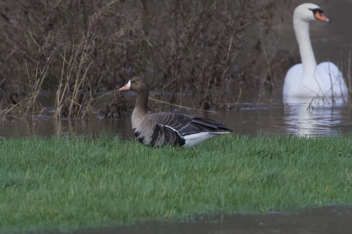 tundragås - ML651191142