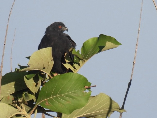 Crane Hawk - ML651191239