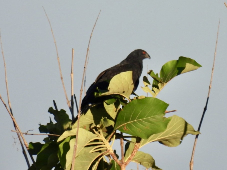 Crane Hawk - ML651191240