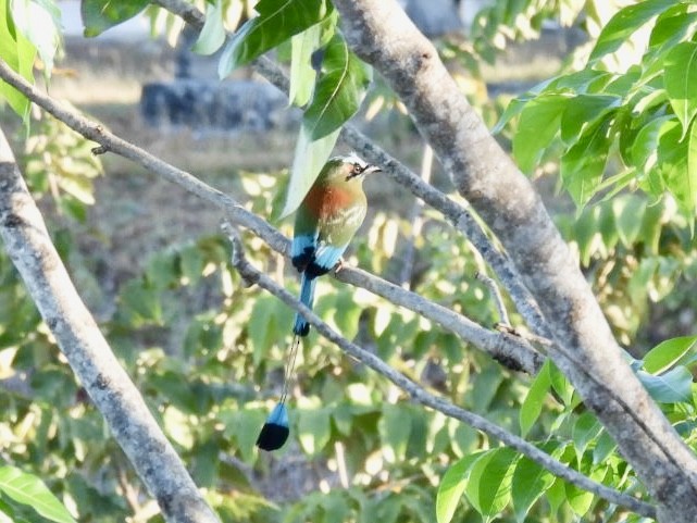 Turquoise-browed Motmot - ML651191260