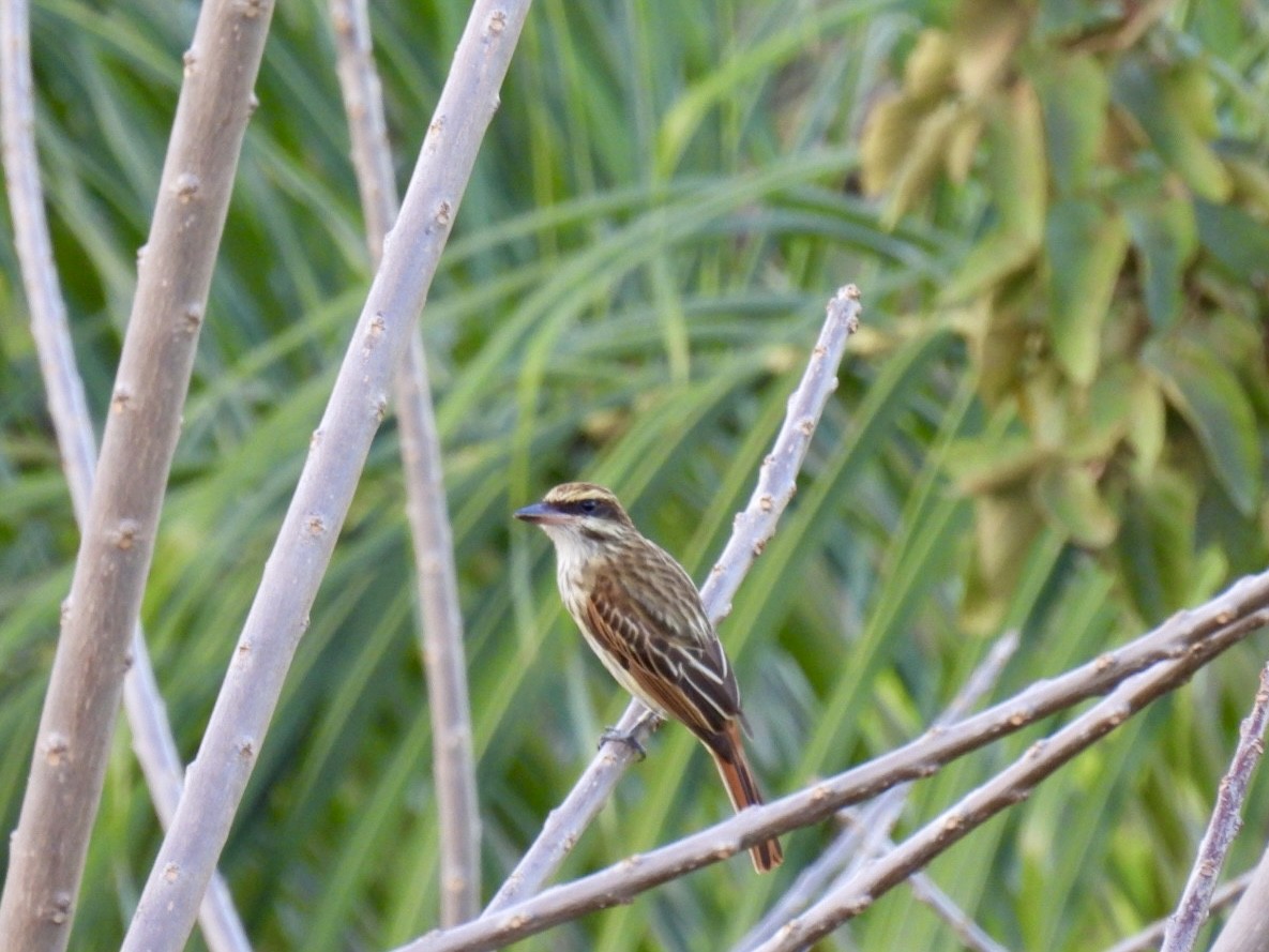 Streaked Flycatcher - ML651191280