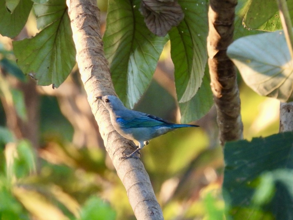Blue-gray Tanager - ML651191287