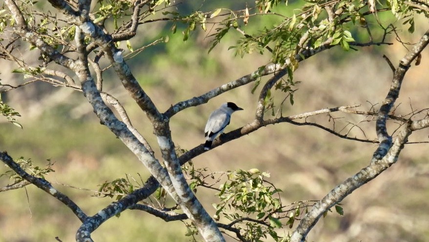 Blue-gray Tanager - ML651191288