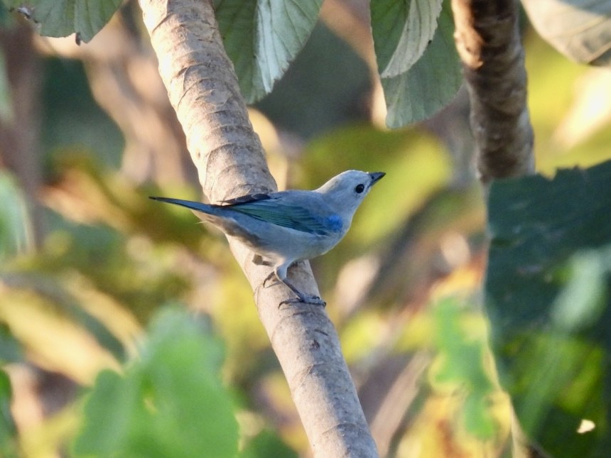 Blue-gray Tanager - ML651191289