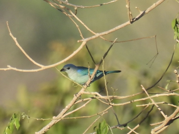 Blue-gray Tanager - ML651191290