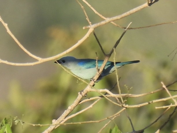 Blue-gray Tanager - ML651191291