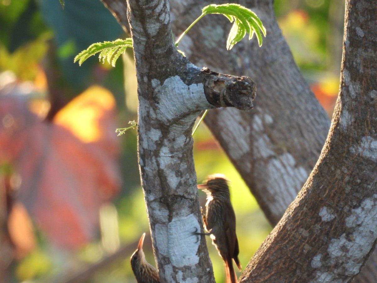 Streak-headed Woodcreeper - ML651191325