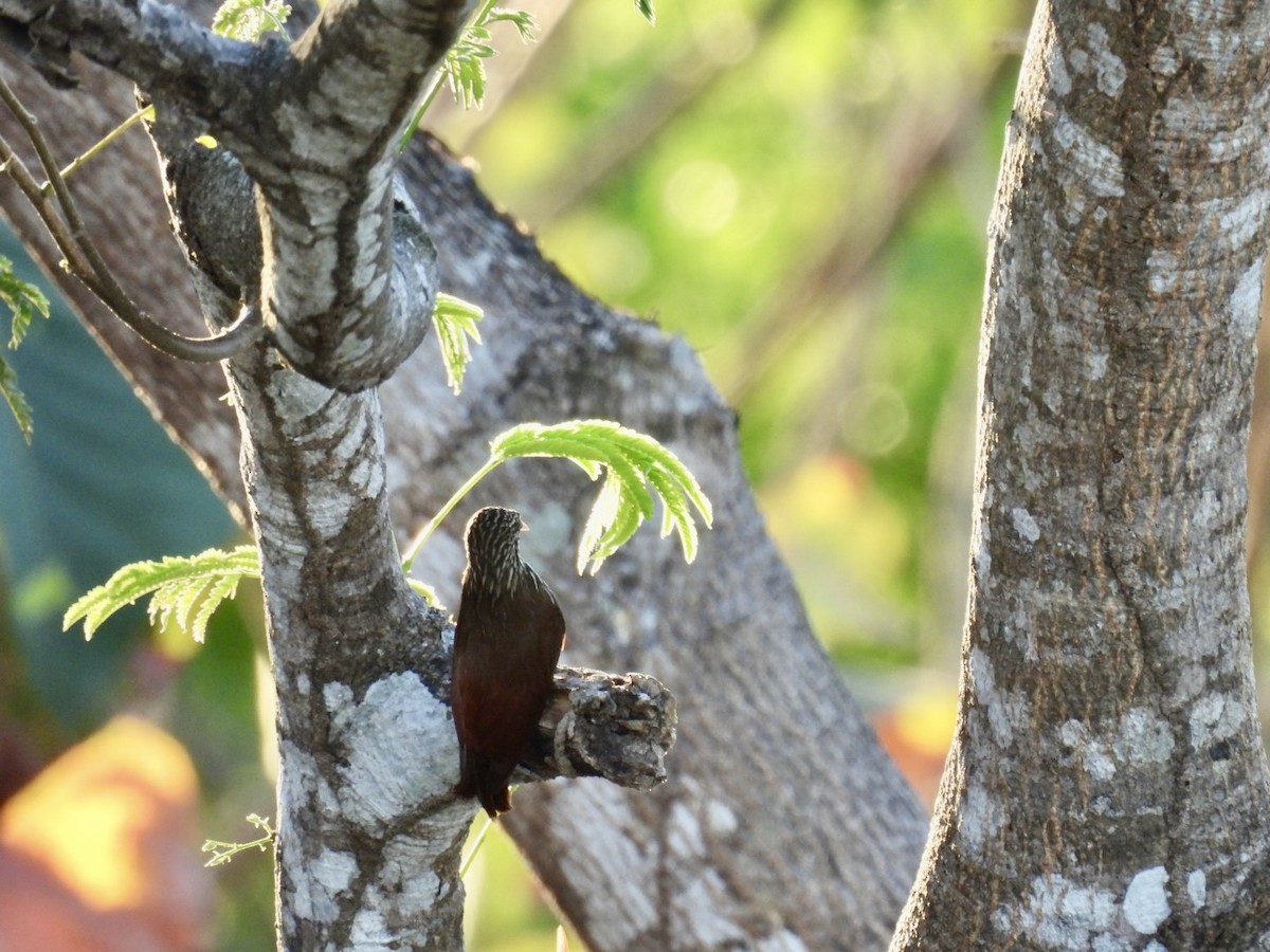 Streak-headed Woodcreeper - ML651191326
