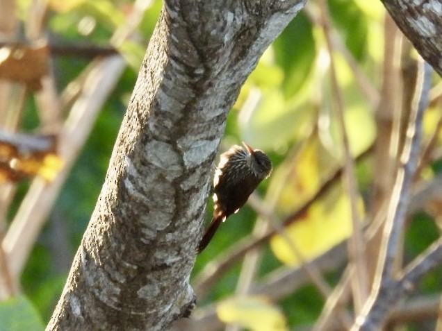 Streak-headed Woodcreeper - ML651191327