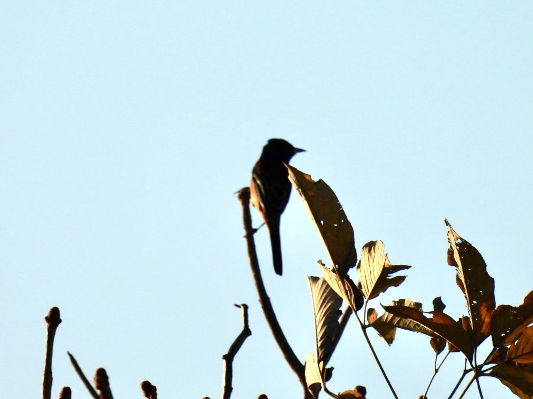 Orchard Oriole - ML651191335