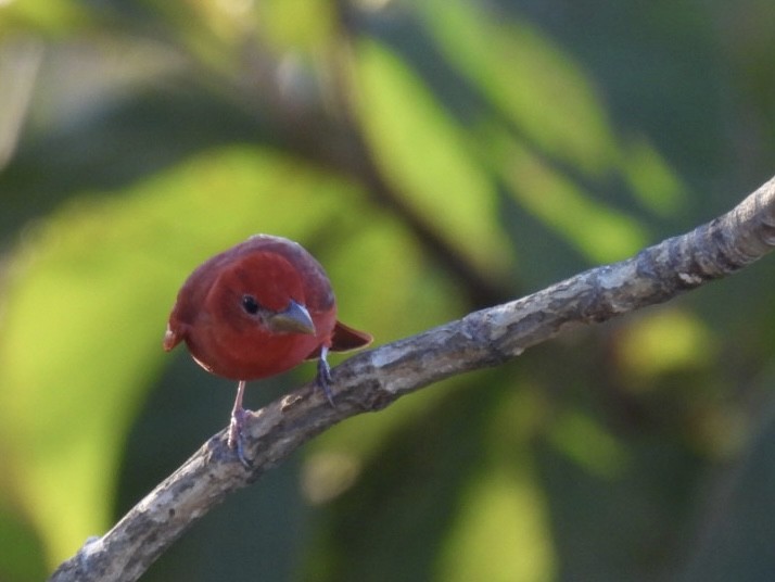 Summer Tanager - ML651191348