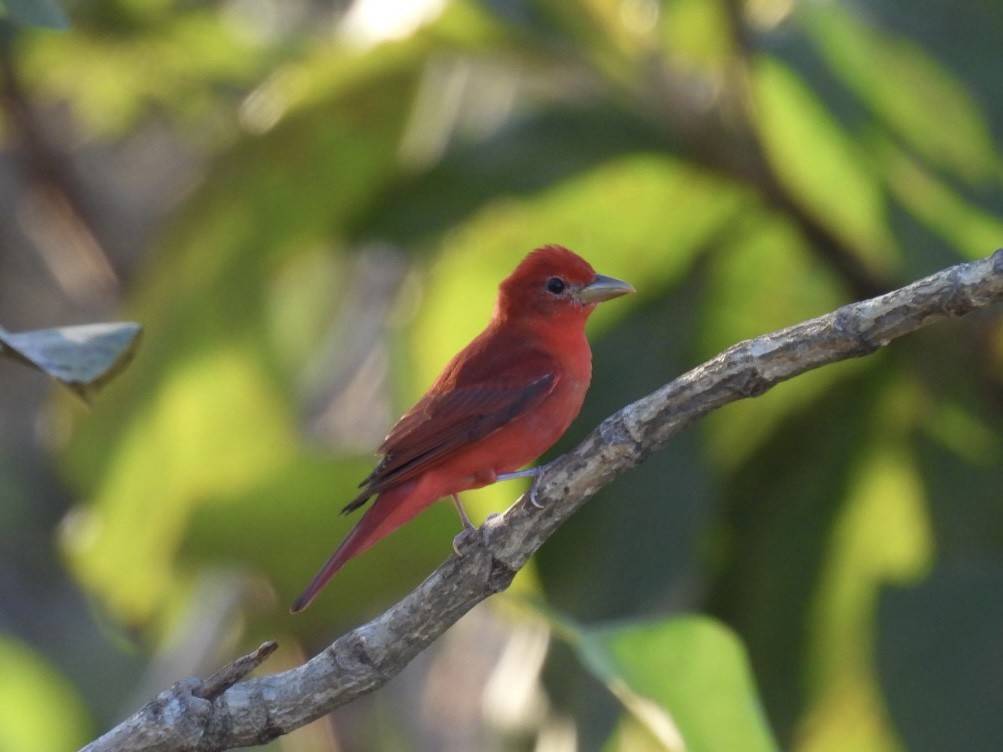 Summer Tanager - ML651191349