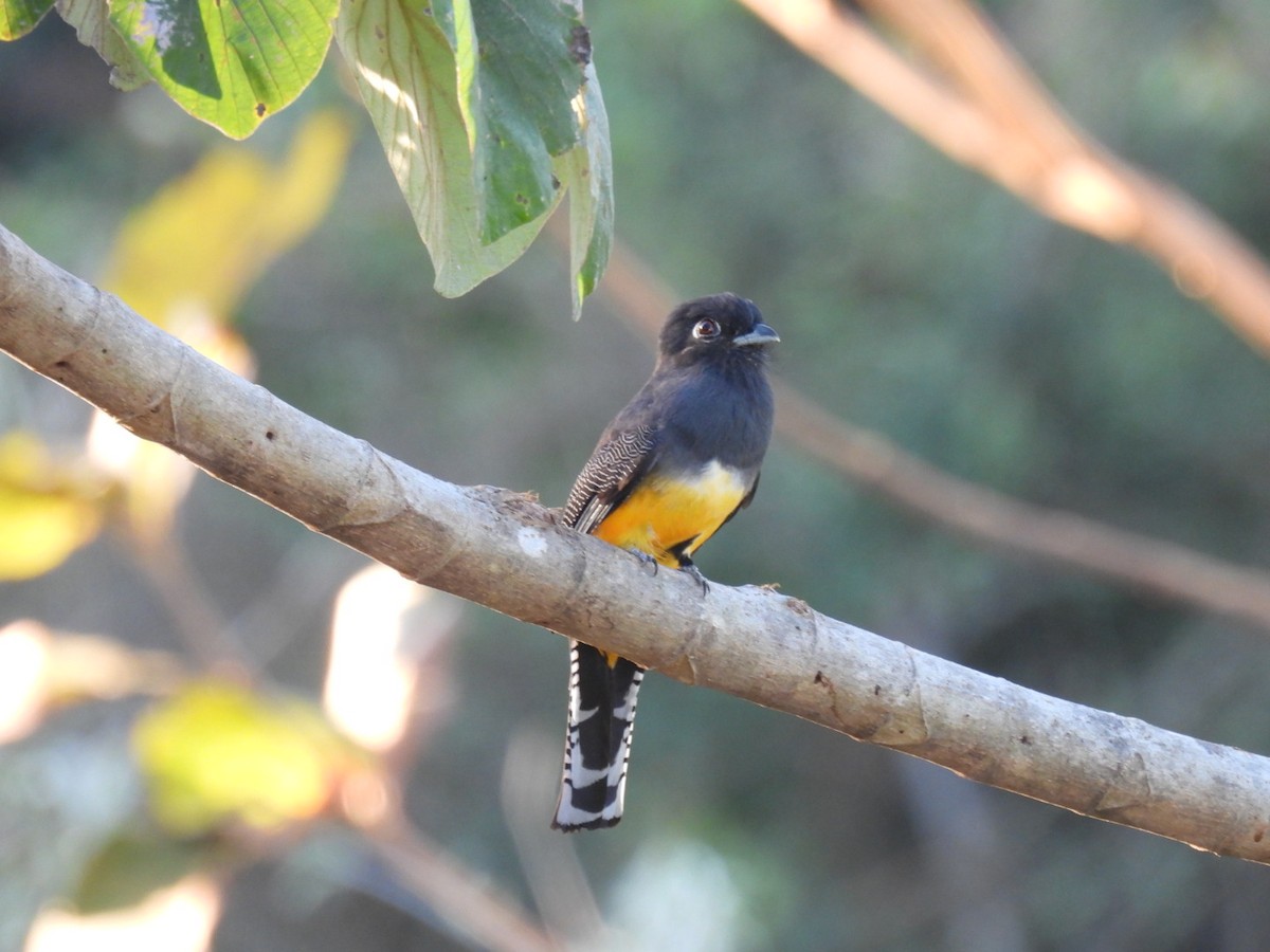 Black-headed Trogon - ML651191377