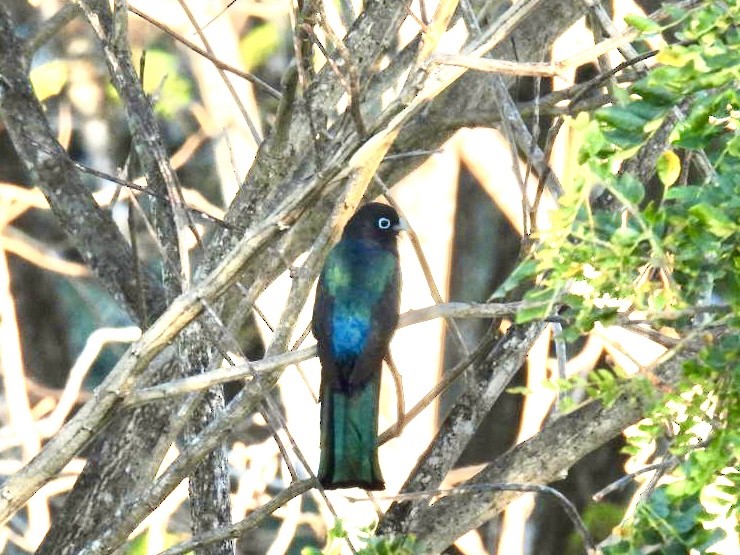 Black-headed Trogon - ML651191394